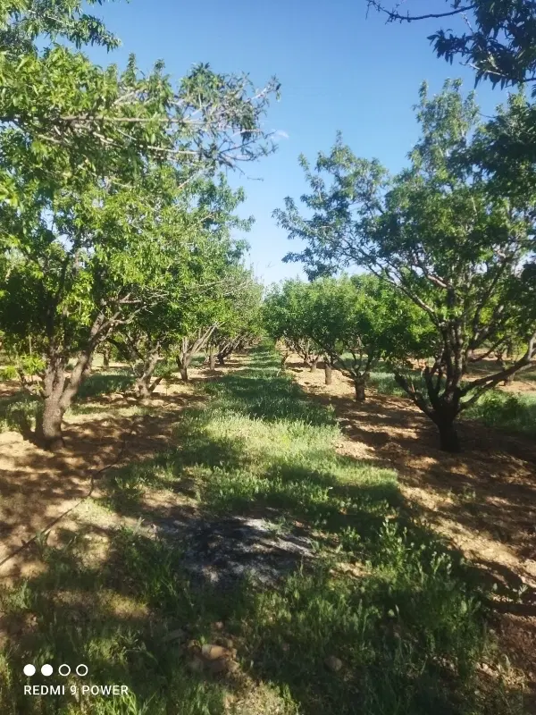 زمین کشاورزی باغ۵۰۰متری