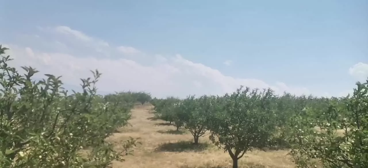 قطعه باغ در اهر روستای پسته بیگ