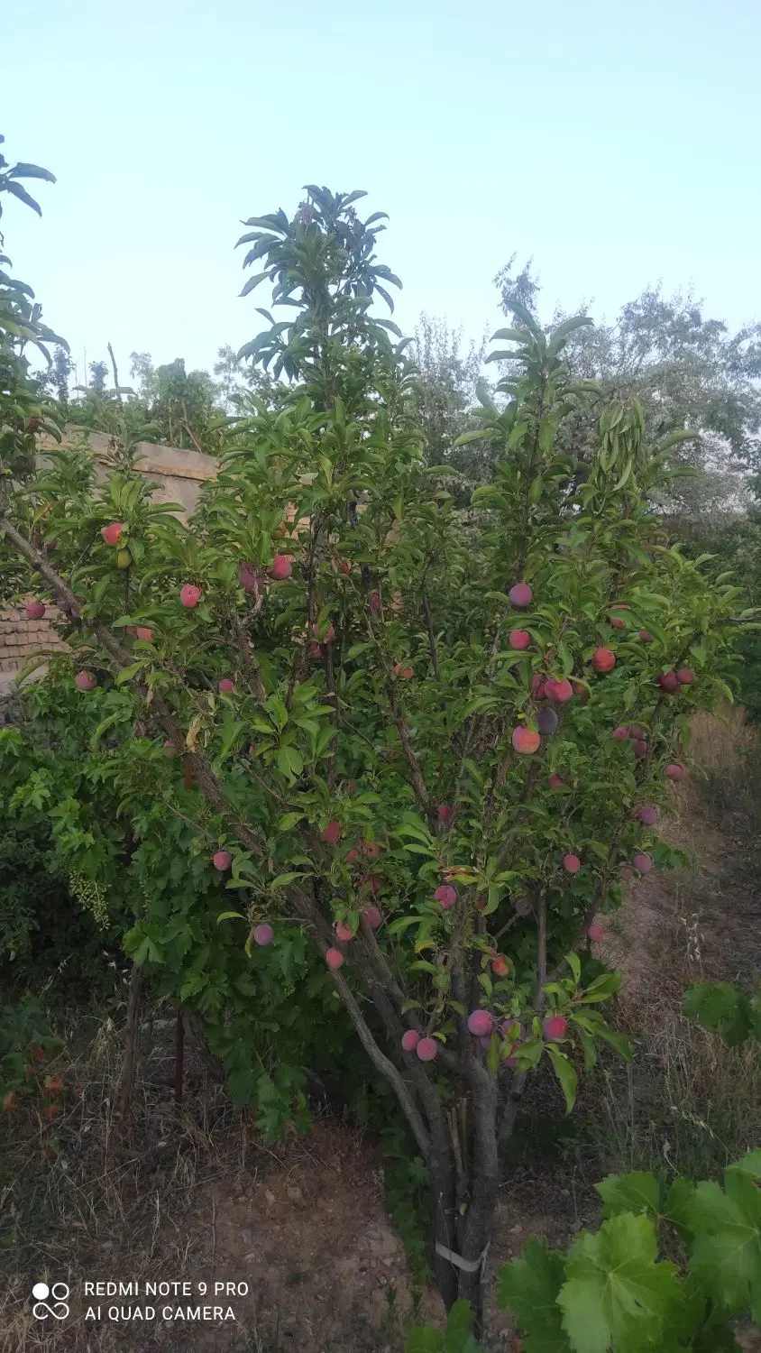 باغ دور دیوار 700متری _ باغرود