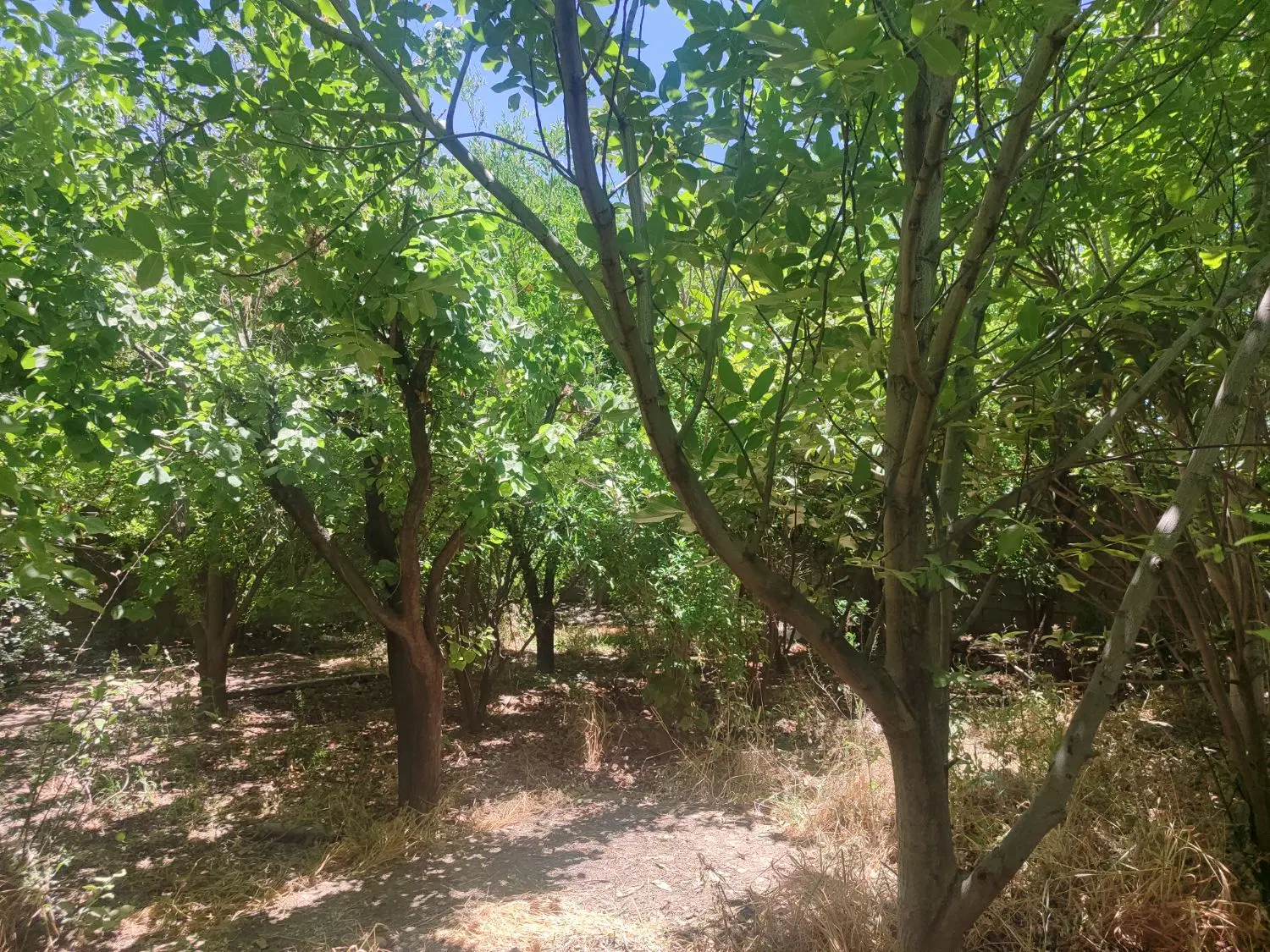 زمین 160 متری