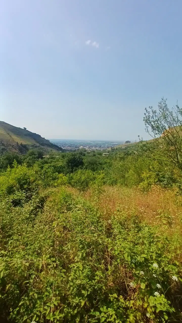 زمین باغی