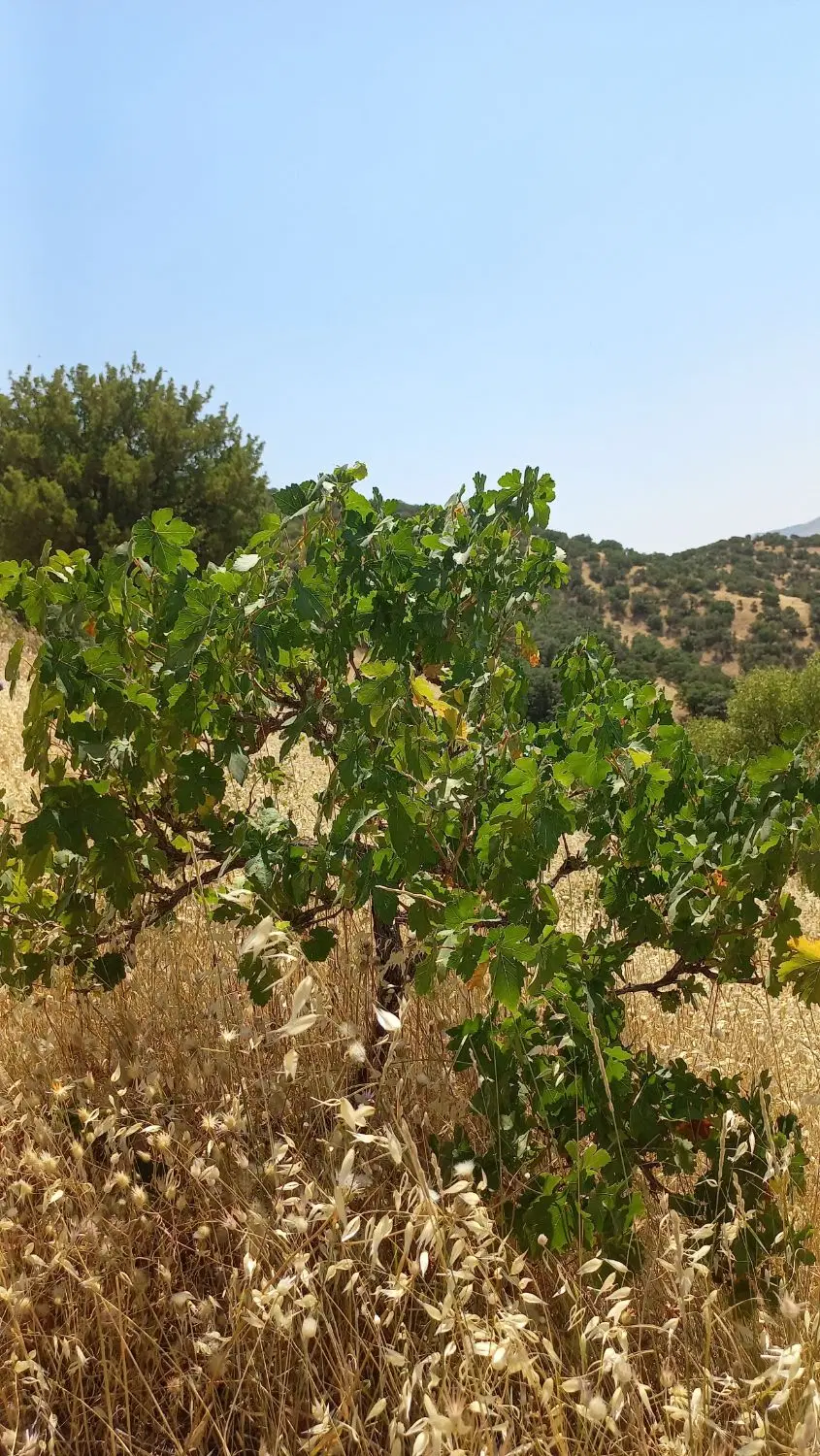 فروش زمین دیم 4000 متری واقع در روستای نچی