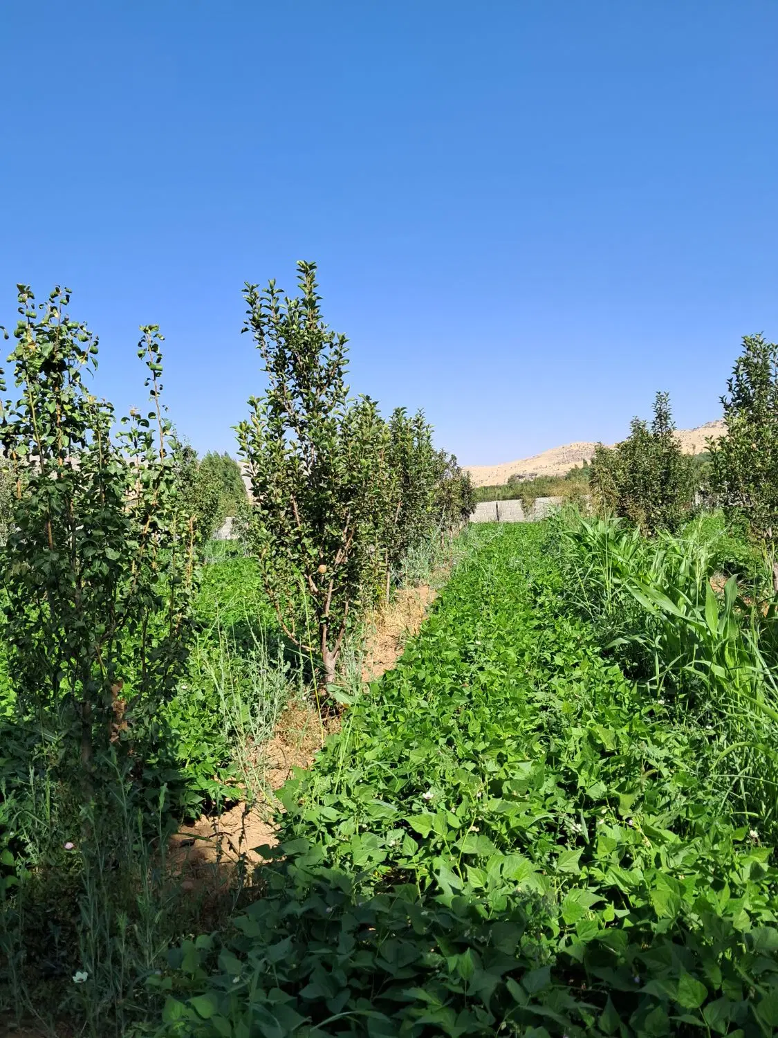 فروش باغ گلابی