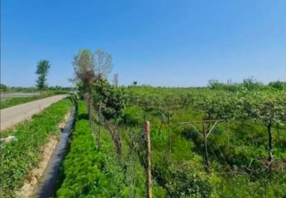 فروش زمین سروک سر سی متری