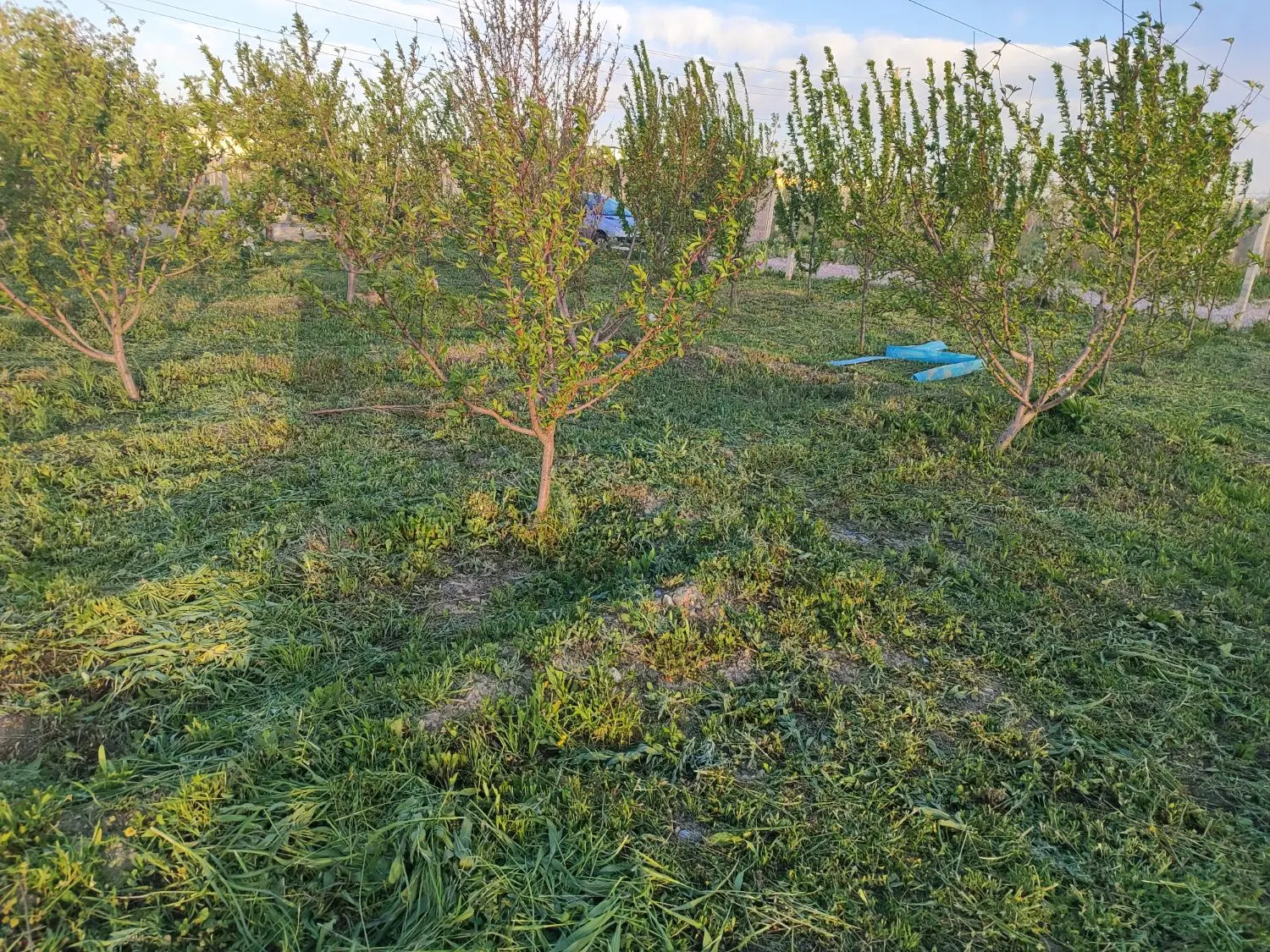 باغچه الوان