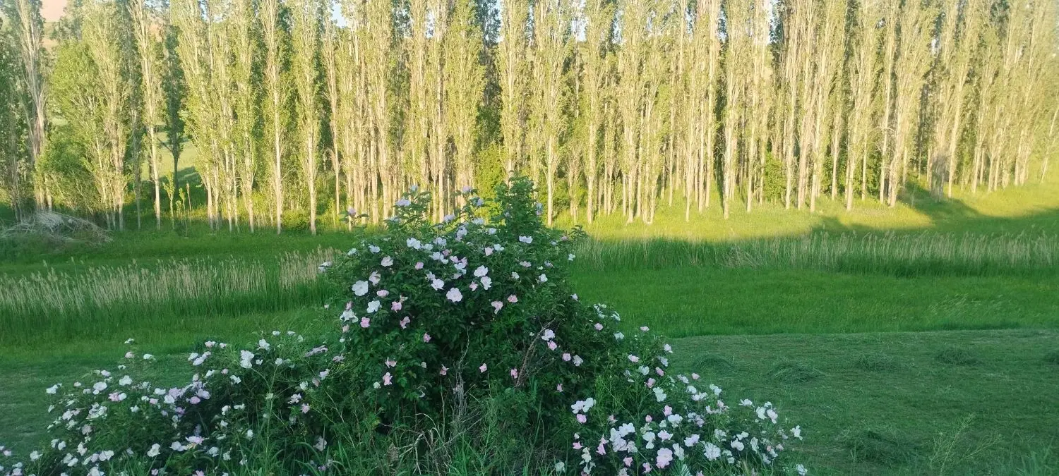 باغ و زمین آبی در روستای زاغه سفلی