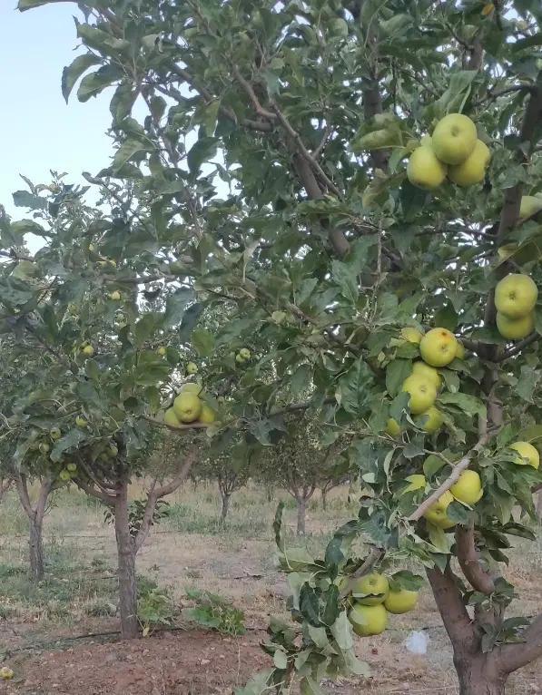 باغشهرشقایق