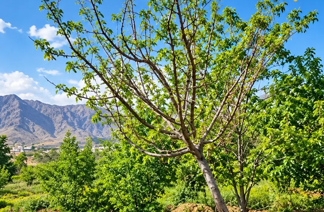 زمین چادگان ۱۱۰۰ متر با آب شیرین