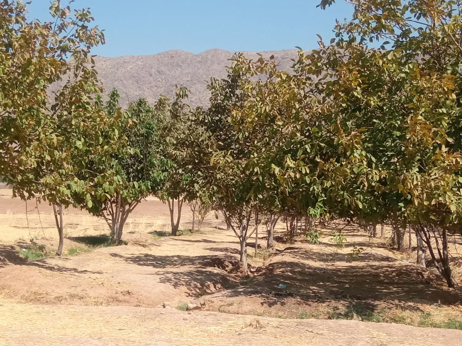 زمین سرچاه کمالوند