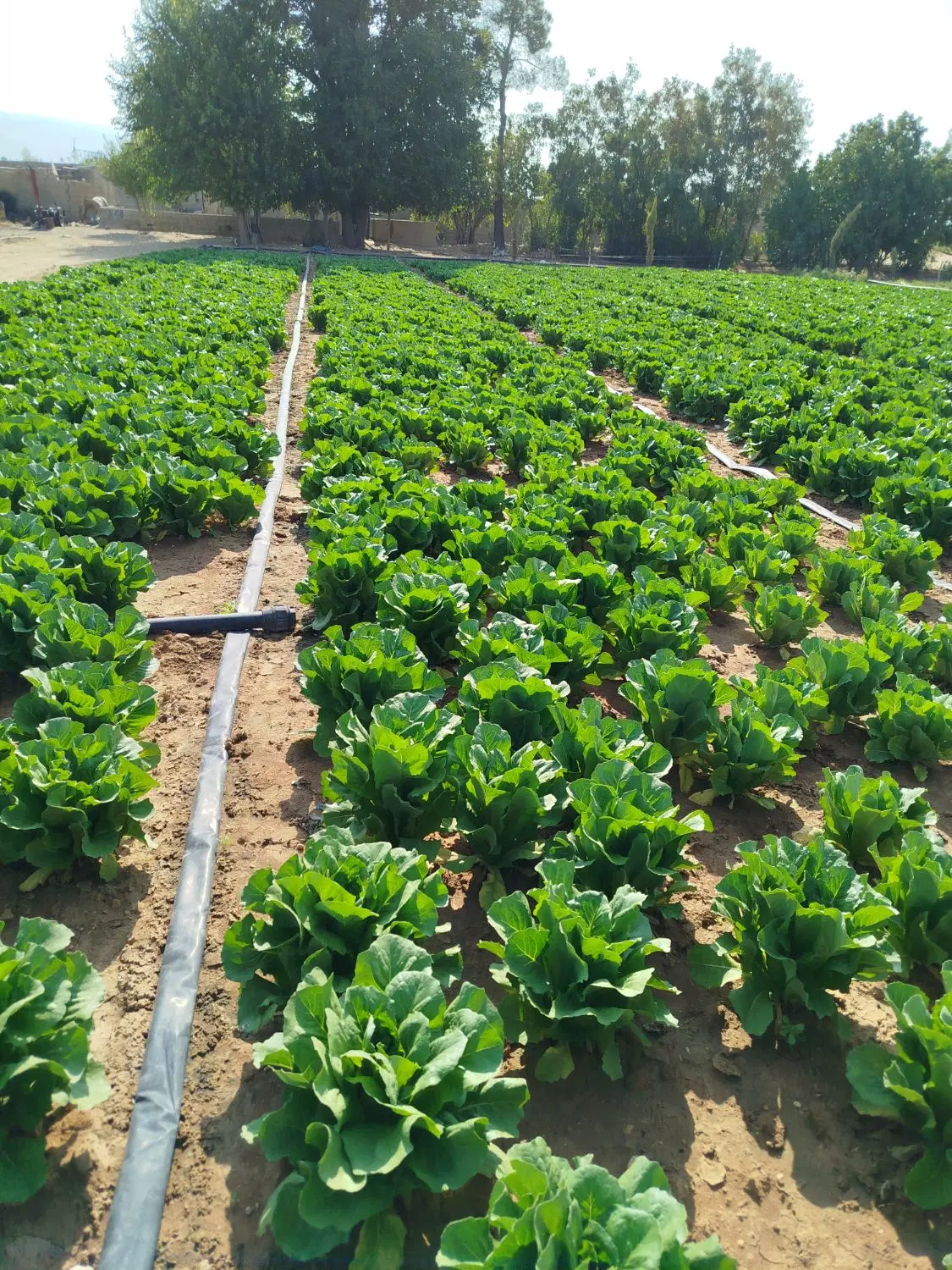 فروش زمین زراعی
