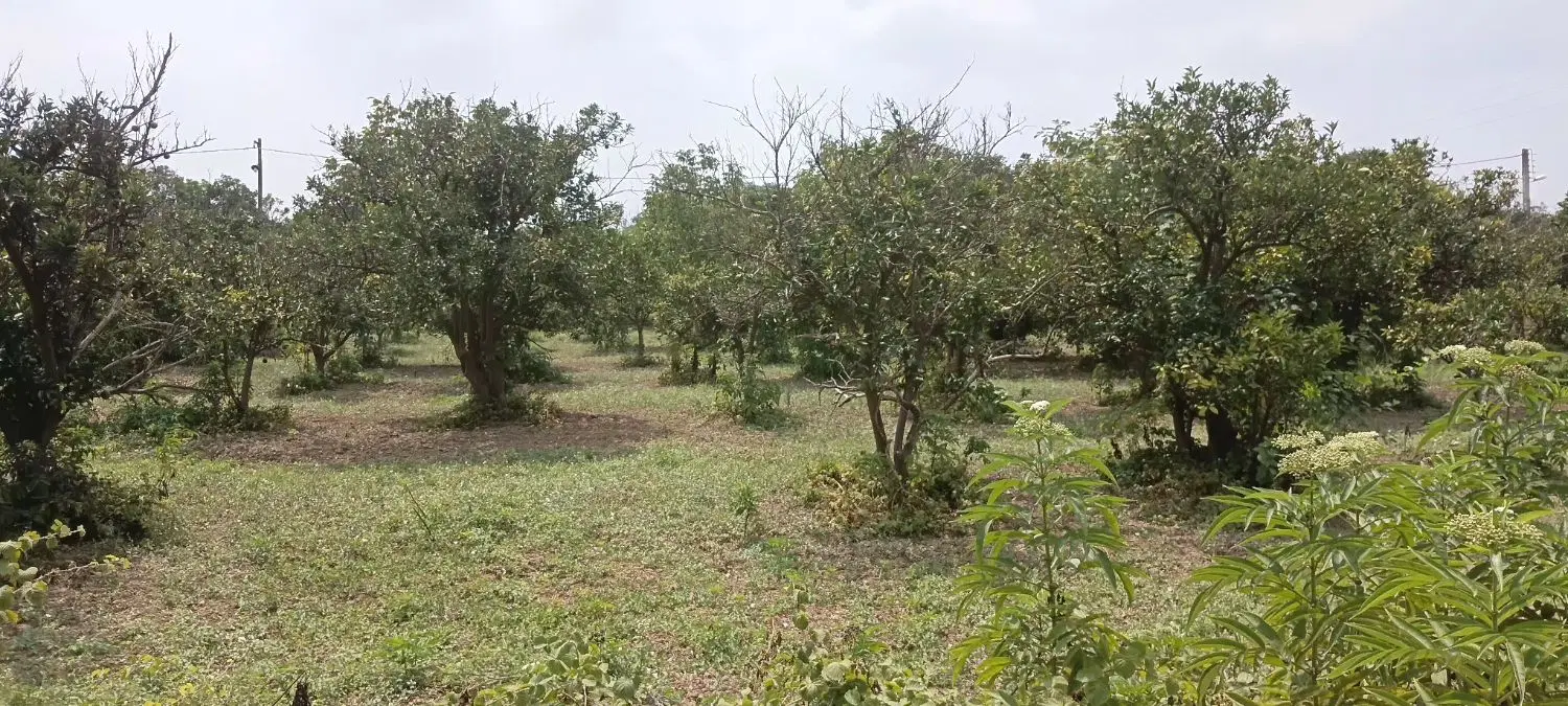 فروش زمین در لاکدشت