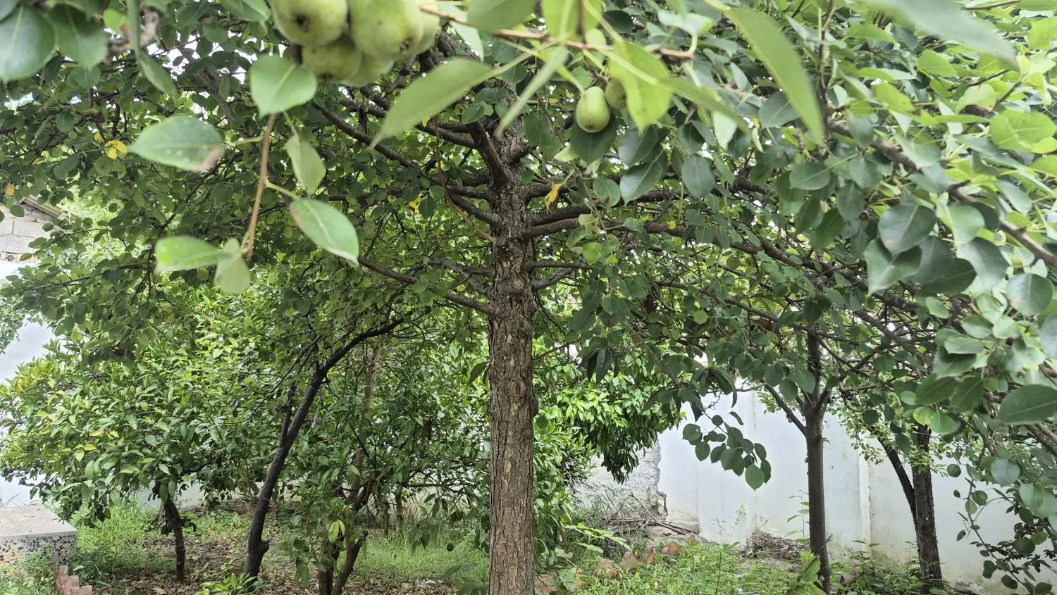 زمین ۲۰۰متری بافت مسکونی زنگی کلا