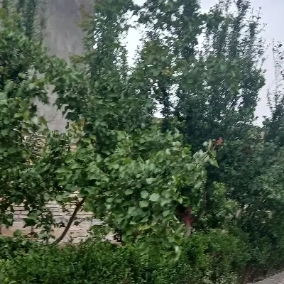 زمین کشاورزی امان آباد