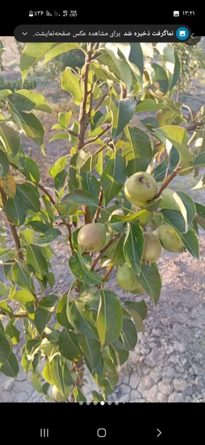 باغ۱۶۰۰متر نزدیک جاده
