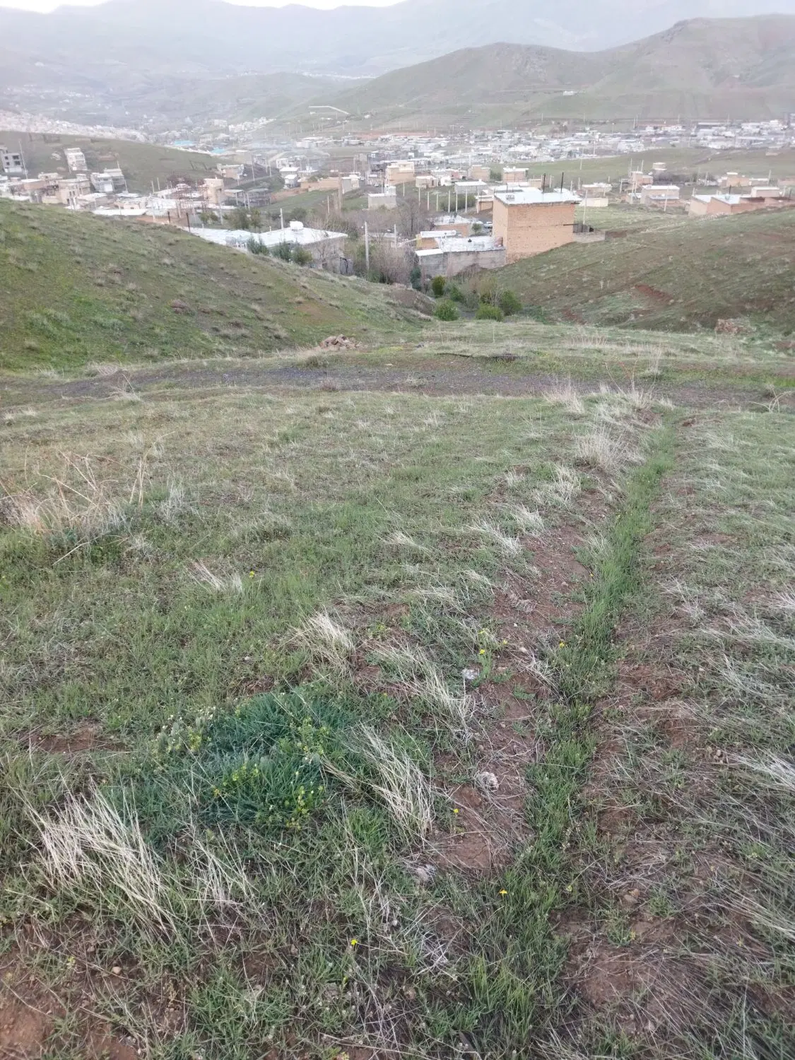 زوی فروشی