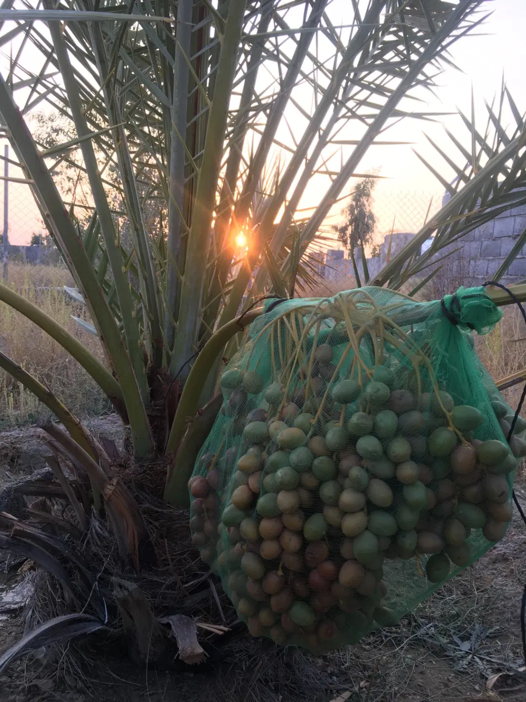فروش باغ شهری نزدیک
