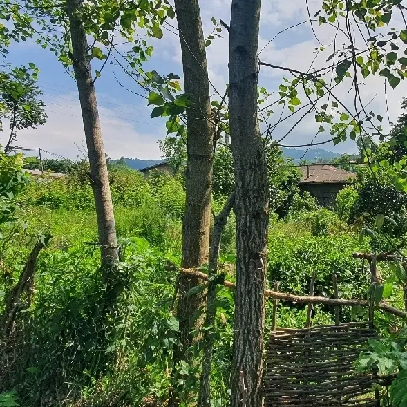 دو قطعه زمین با کاربری مسکونی کوهپایه ای ویودار