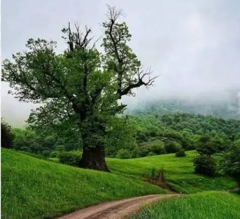 زمین ۲۰۰ متری بندر دیر