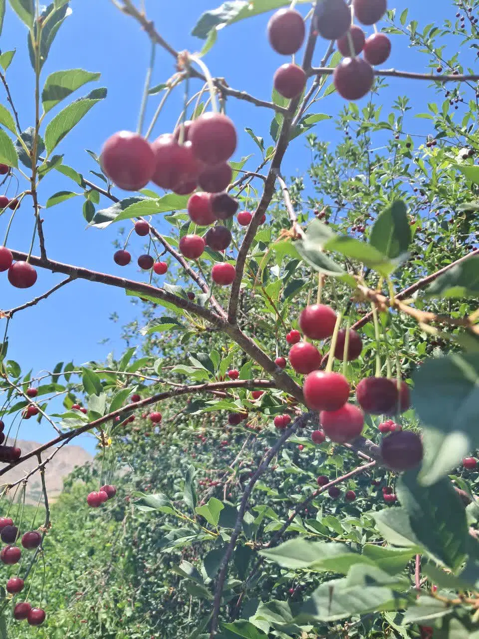 باغ انگور و میوه روستای هزاوه داخل محل