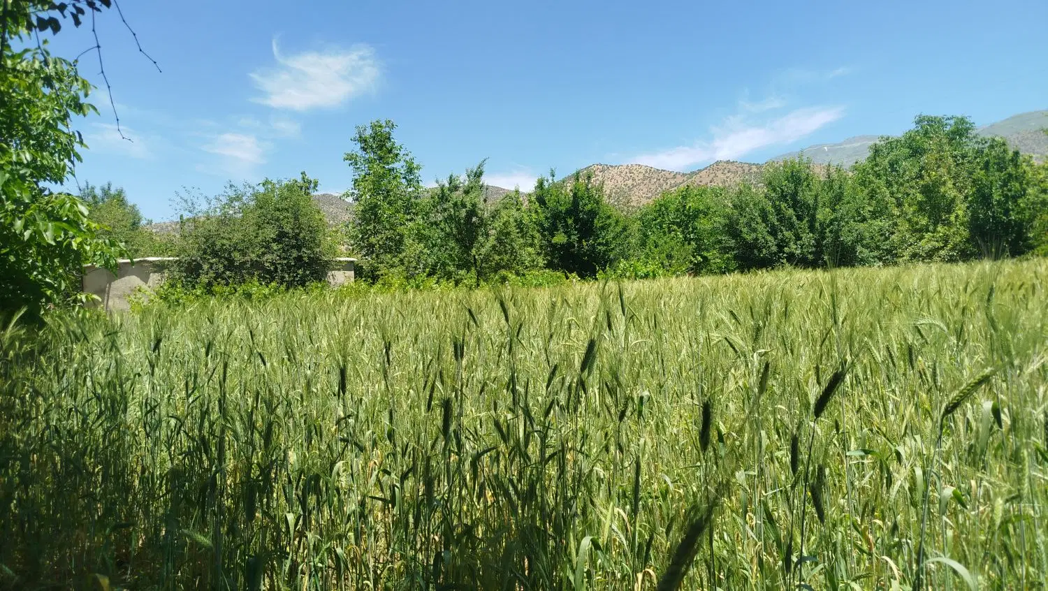 ۱۵۴متر مسکونی در شهر سر سبز سرواباد