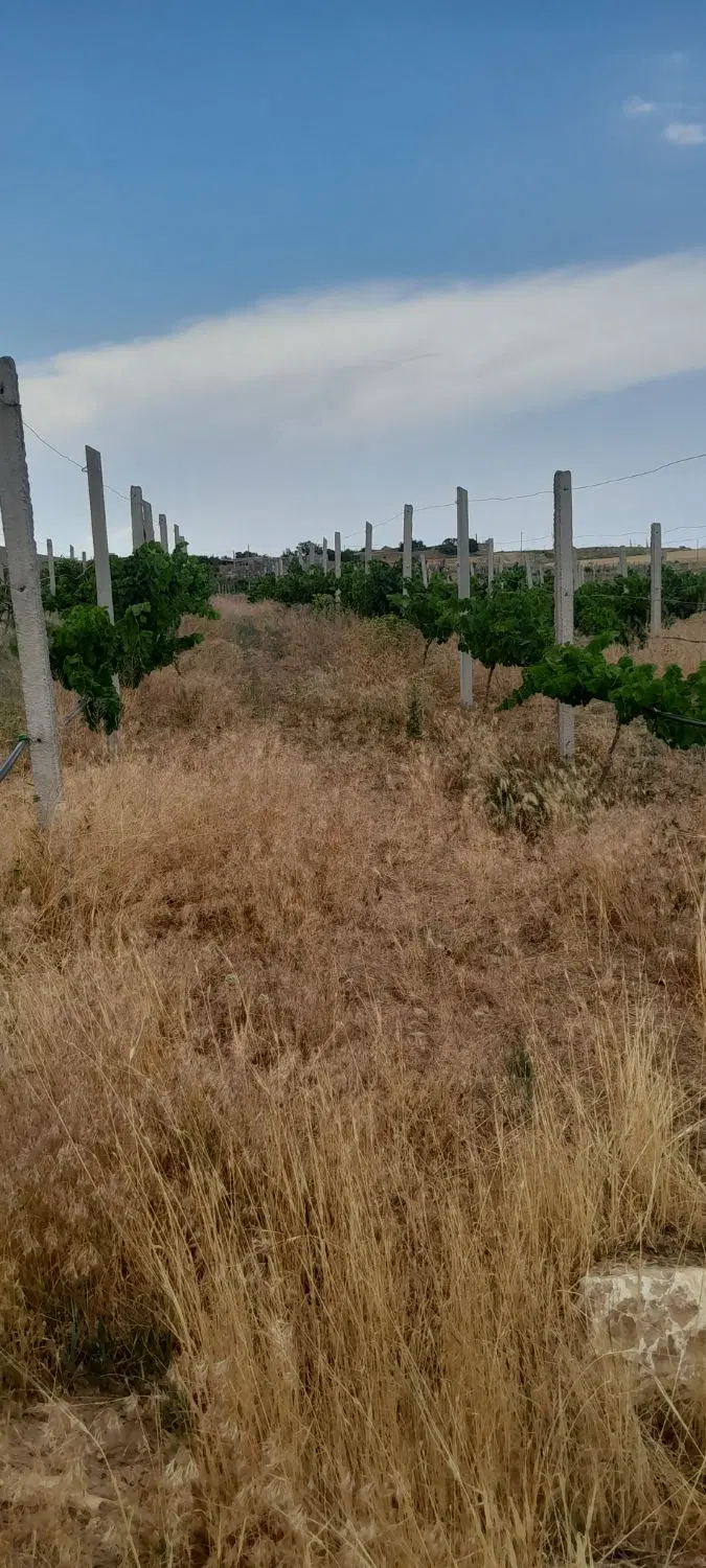باغ ایستاده  انگور