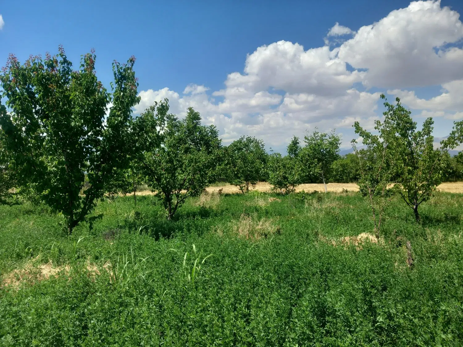 فروش باغ
