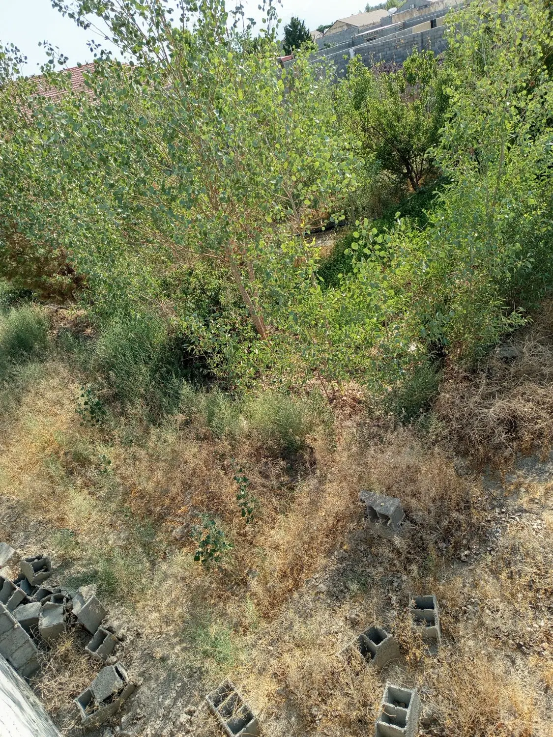 فروش ۴۸۰ متر زمین باغی کبوترآباد کوچه ورندان