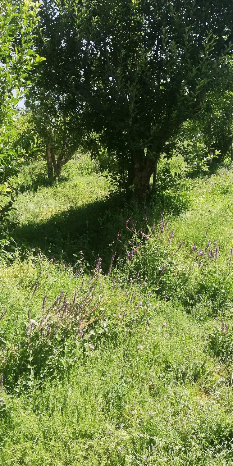 باغشهری ۱۰۰۰ متری کلستان شیراز