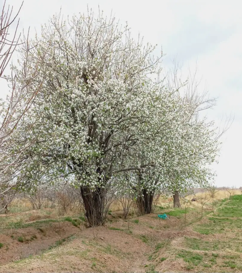زمین کشاورزی