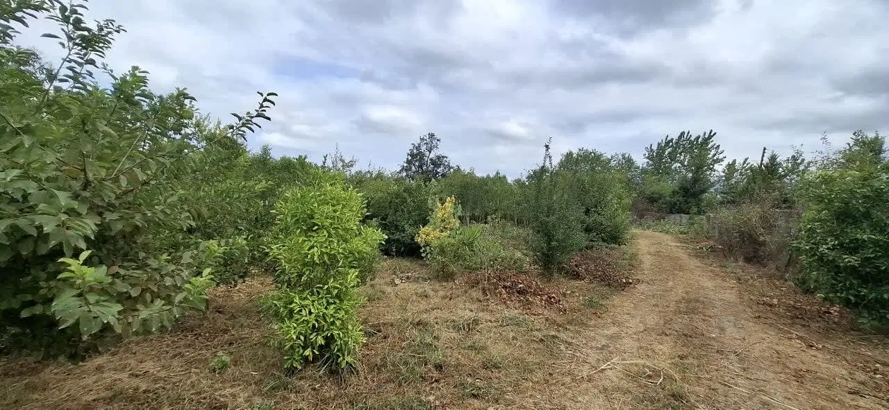 پنج هکتار زمین گیلان
