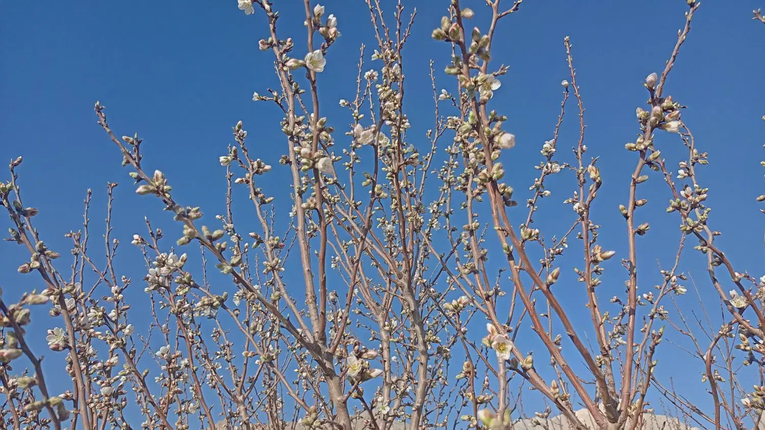 باغ میوه