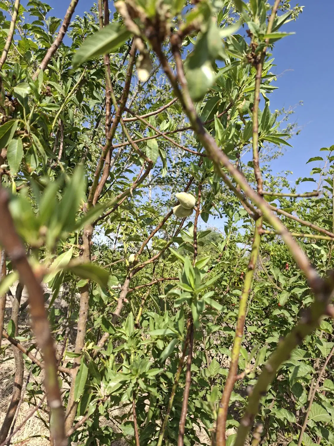 فروش زمین باغی