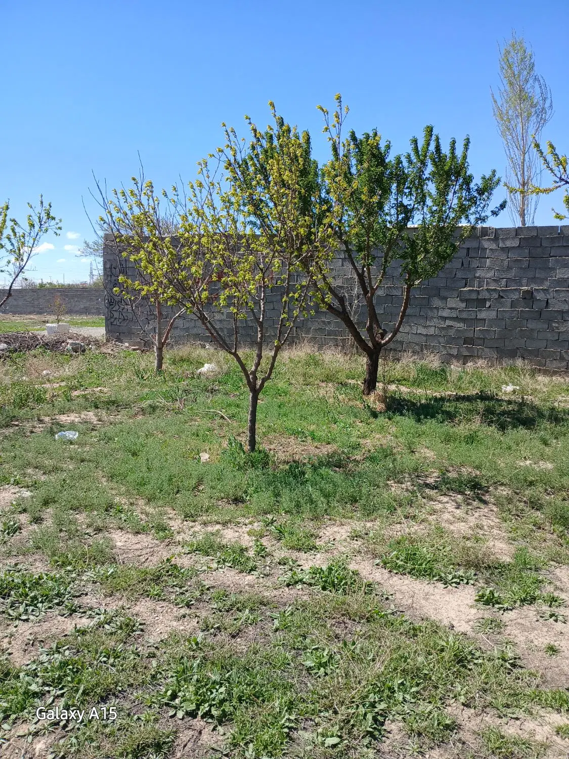 باغچه فروشی