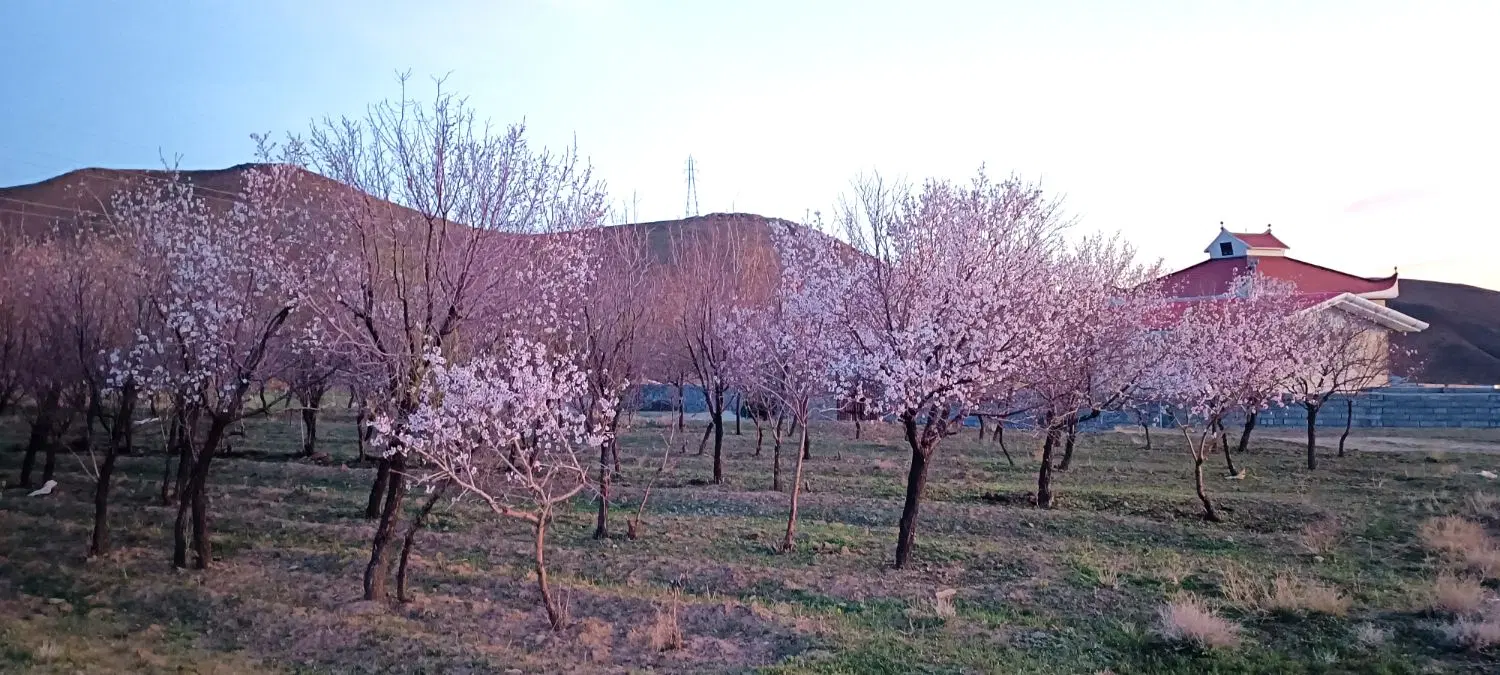 زمین مسکونی