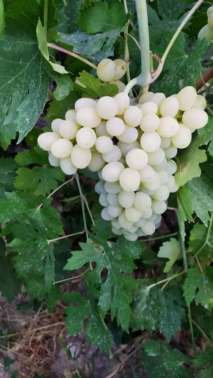 باغچه سرسبز چهاردیوار سنددار