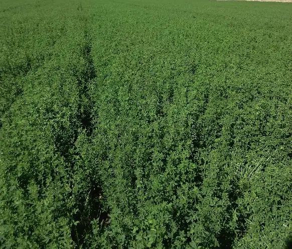 آگهی مزایده زمین کشاورزی روستای فرج آباد