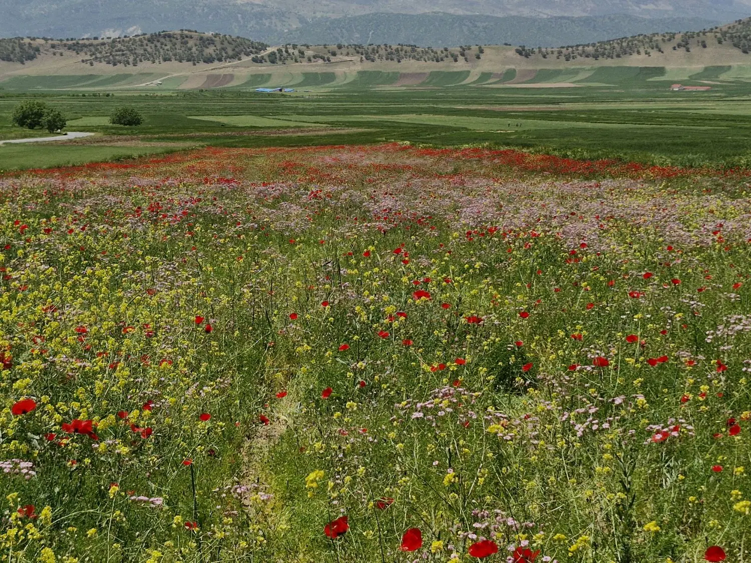 ۱۵۳ متر زمین دو بر بسیجیان ۲