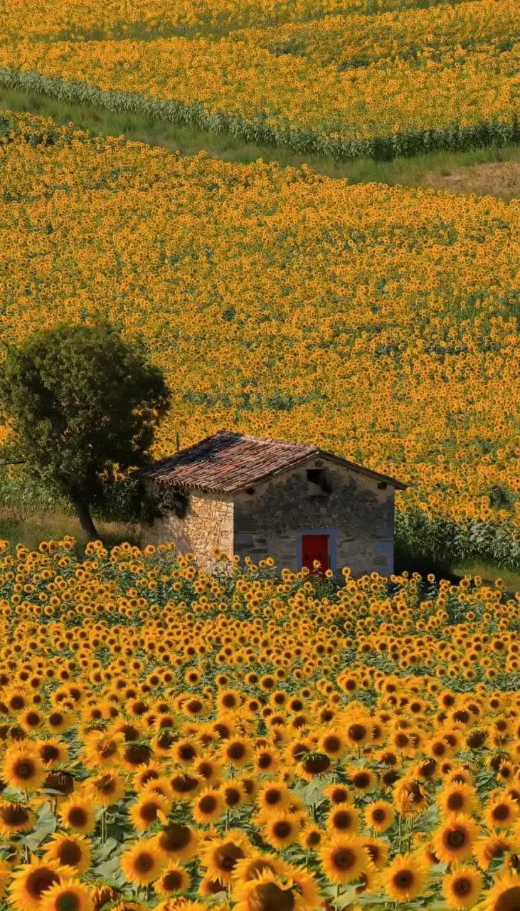 کشاورزی