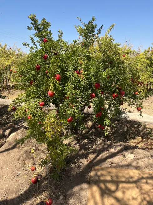 باغ انار و سردرختی