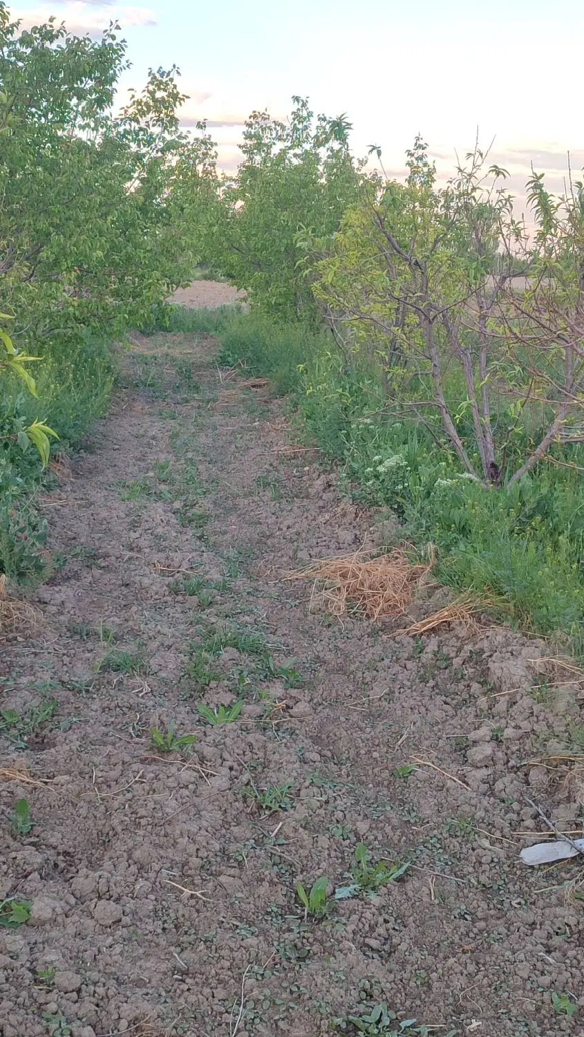 باغچه در روستای آرنسا