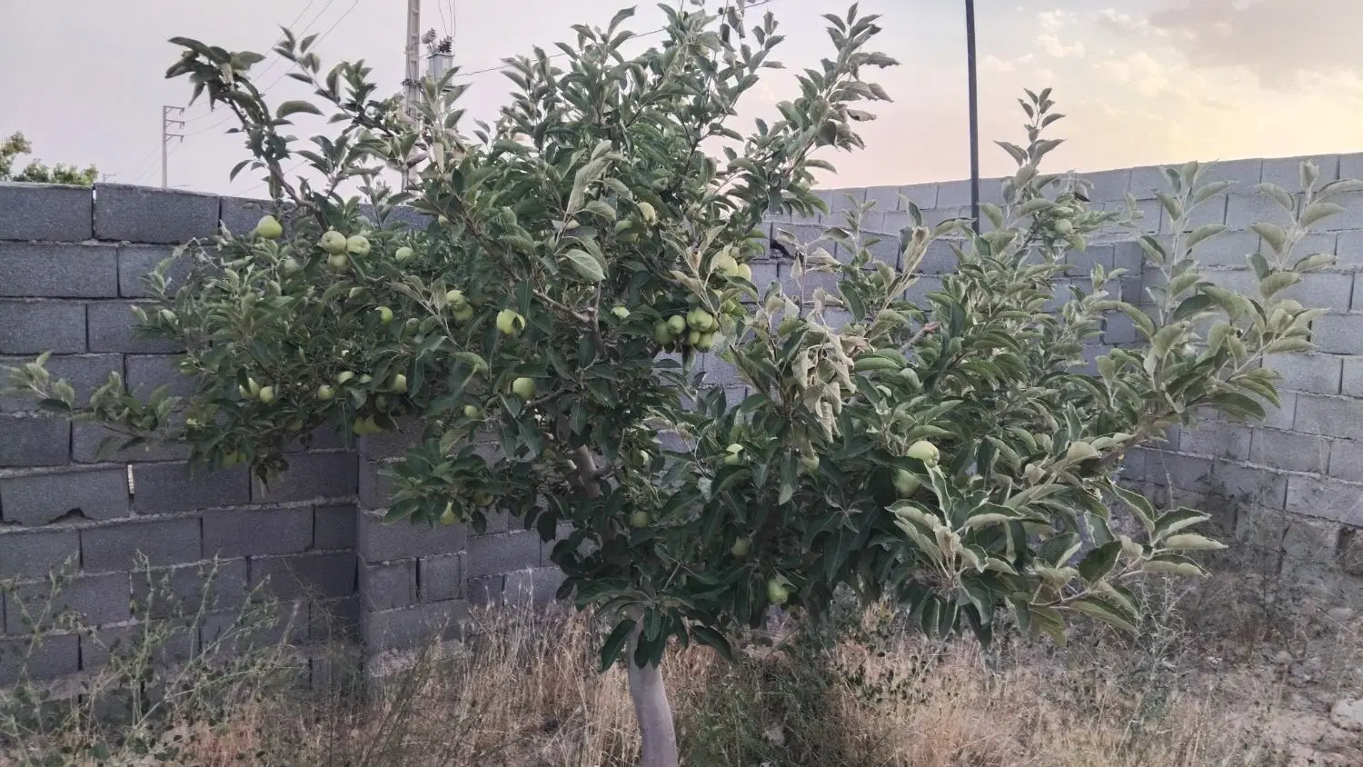 باغ آماده ساخت لوکیشن قوی