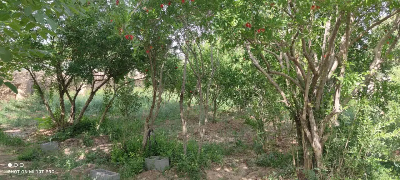 باغ خوش آب و هوا در جوپار
