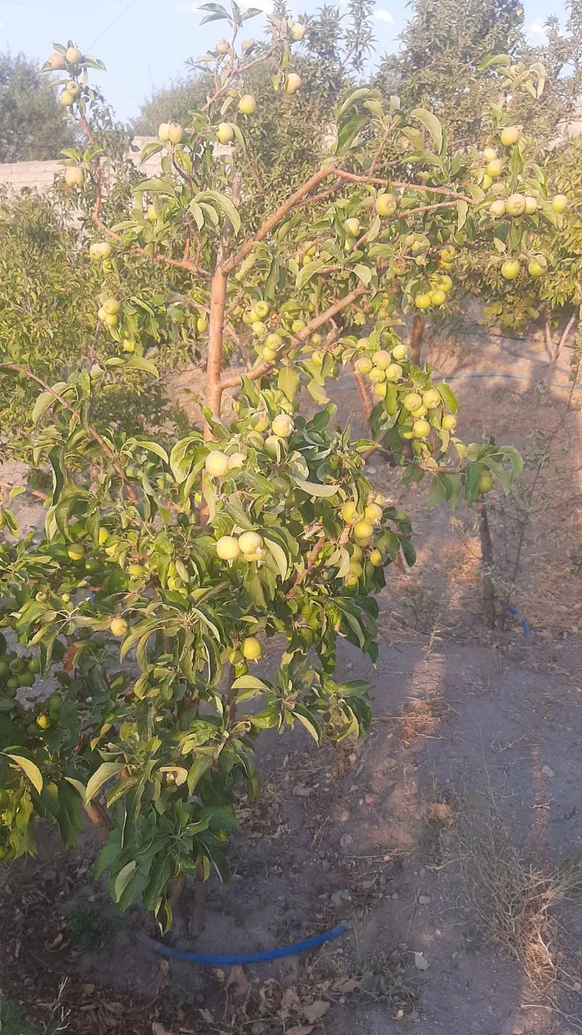 فروشی باغ در نزدیک امامزاده کرجان