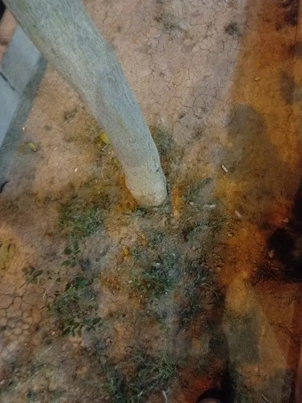 فروش زمین ۱۵۰۰متری محموداباد