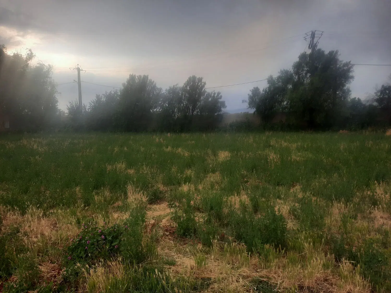 زمین باغی