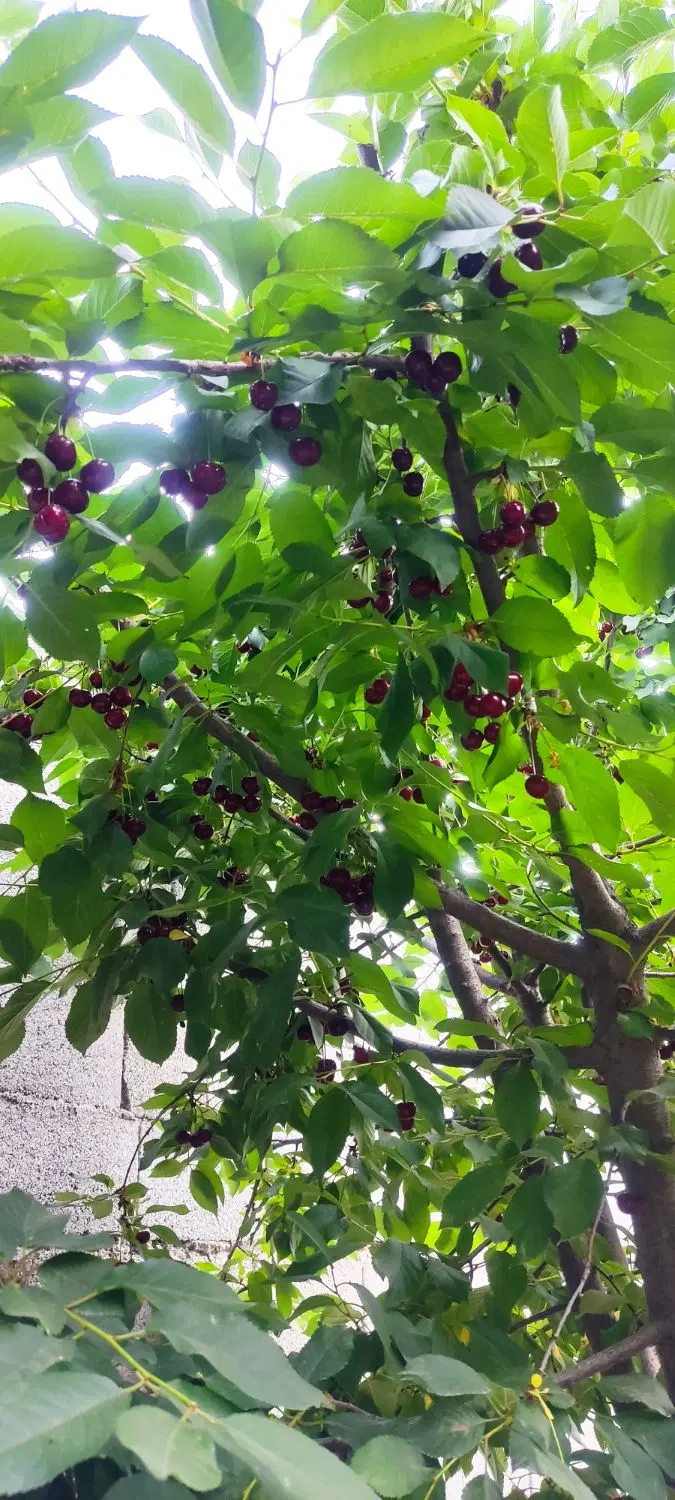 باغ فروشی معاوضه با خودرو مدل بالا