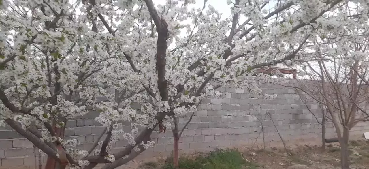 باغ