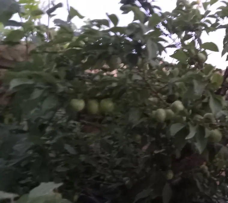زمین کشاورزی