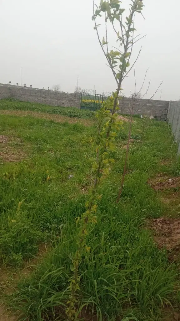 فروش زمین باغی