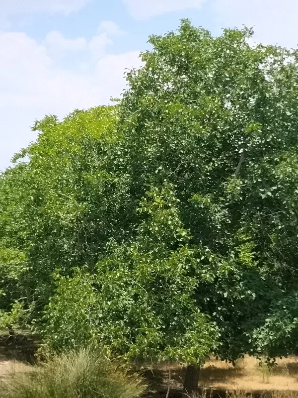 زمین شهرک خواجو